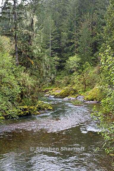 moose creek old growth 1 graphic